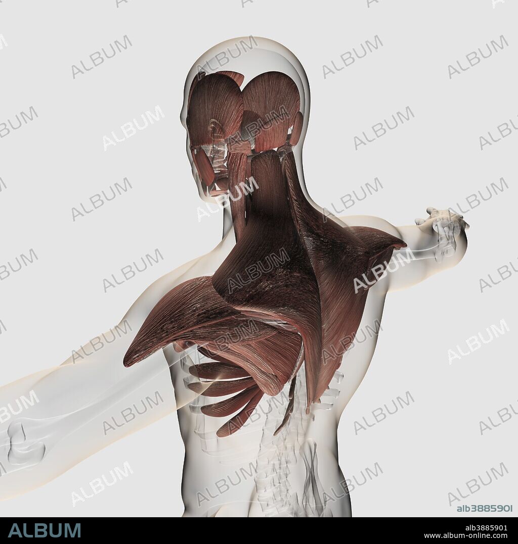 Anatomy of male muscles in upper body, posterior view.