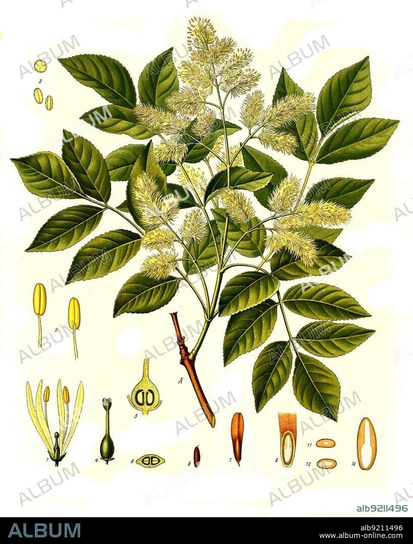 Medicinal plant, manna ash (Fraxinus ornus), also flowering ash or ornamental ash, plant species from the genus of ash trees, Historical, digitally restored reproduction from a 19th century original