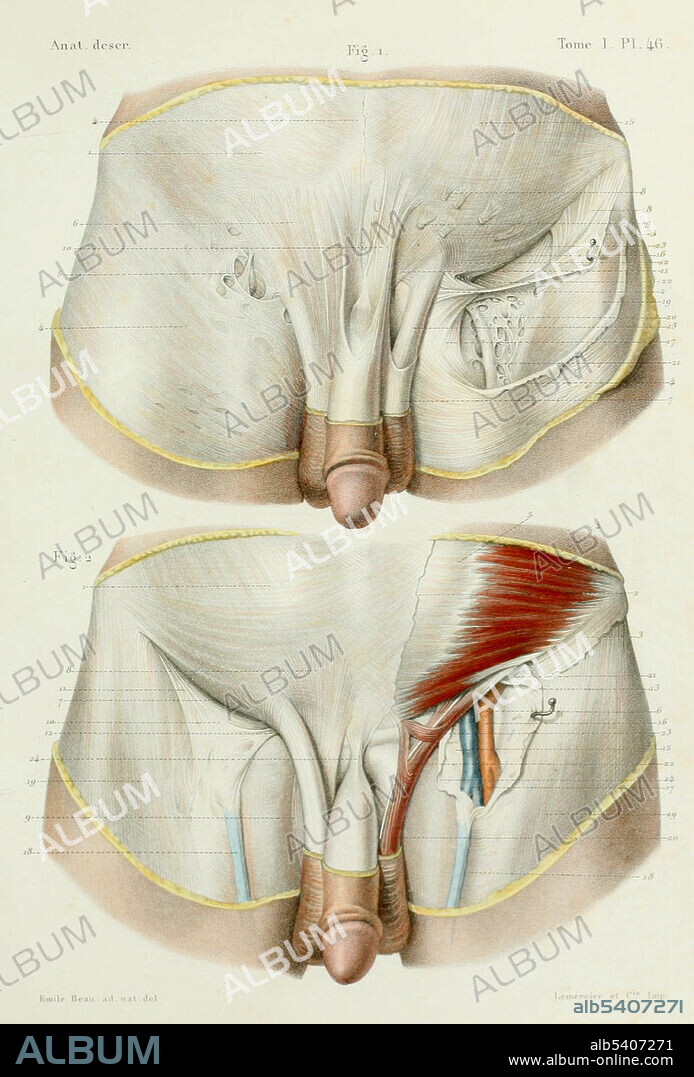 Human Abdominal Aponeurosis, Anterior, 1844