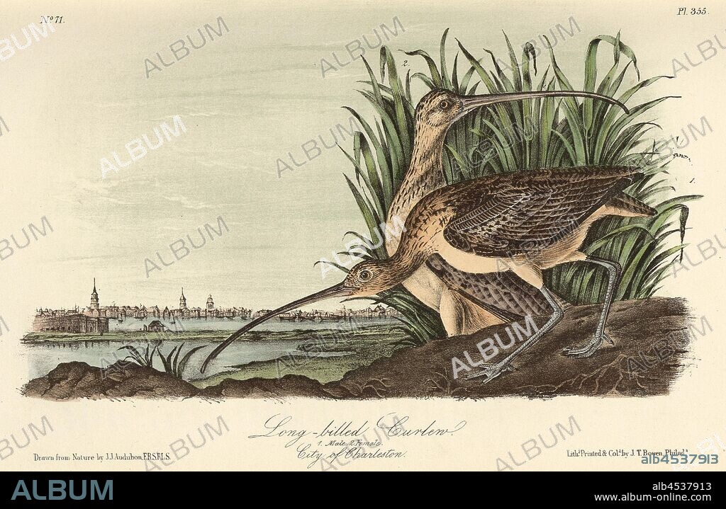 Long-billed Curlew, Ranebird or American Curlew (Numenius americanus, Numenius longirostris), Signed: J.J. Audubon, J.T. Bowen, Lithograph, Pl. 355 (Vol. 6), Audubon, John James (drawn); Bowen, J. T. (lith.), 1856, John James Audubon: The birds of America: from drawings made in the United States and their territories. New York: Audubon, 1856.