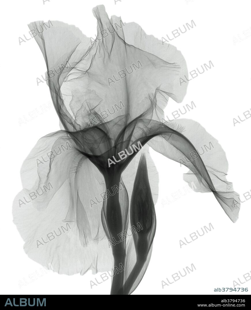 An X-ray of an iris flower (Iris germanica) . This low energy x-ray shows the interior structure of the flower.