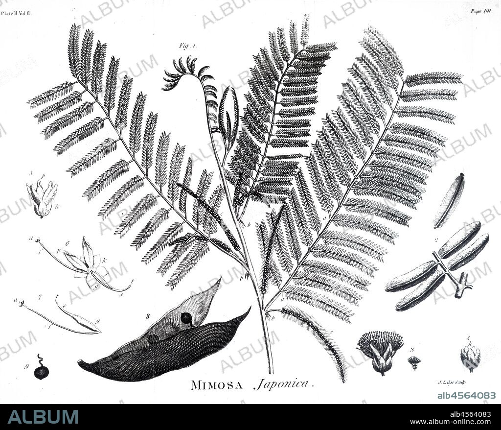 An engraving depicting Mimosa Japonica, also called Coira, from which Terra Japonica, a dye and pesticide was prepared. From John Coakley Lettsom's 'The Works of John Fothergill'. 1783.