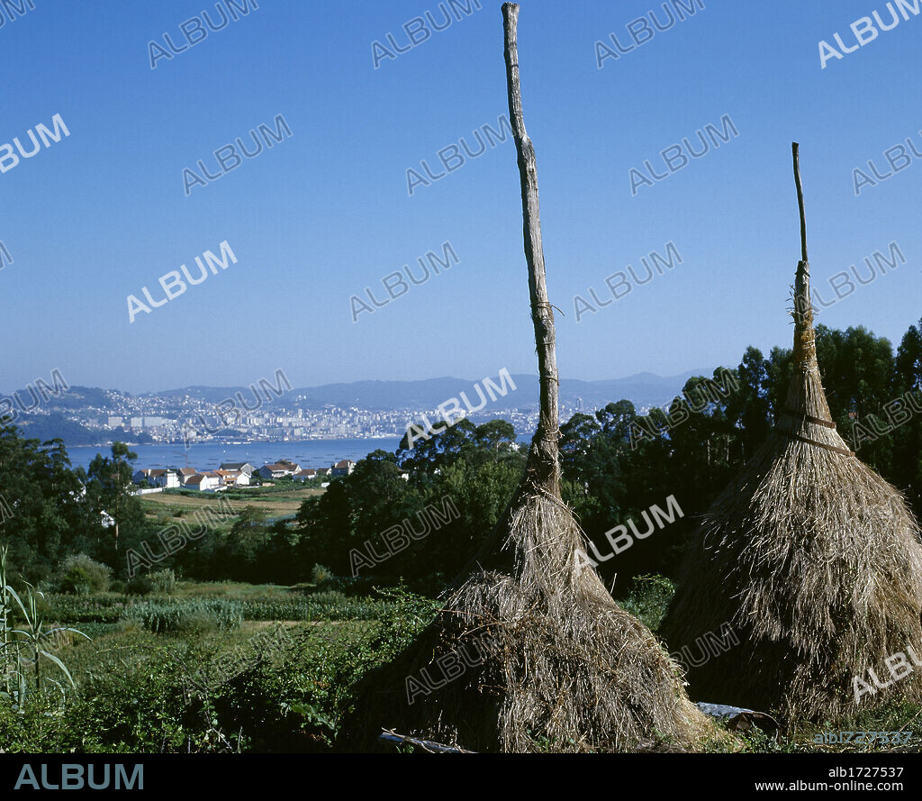 Tradicional sistema de secado de la paja. Al fondo, la Ría de Vigo. Cangas de Morrazo. Provincia de Pontevedra. Galicia. España.