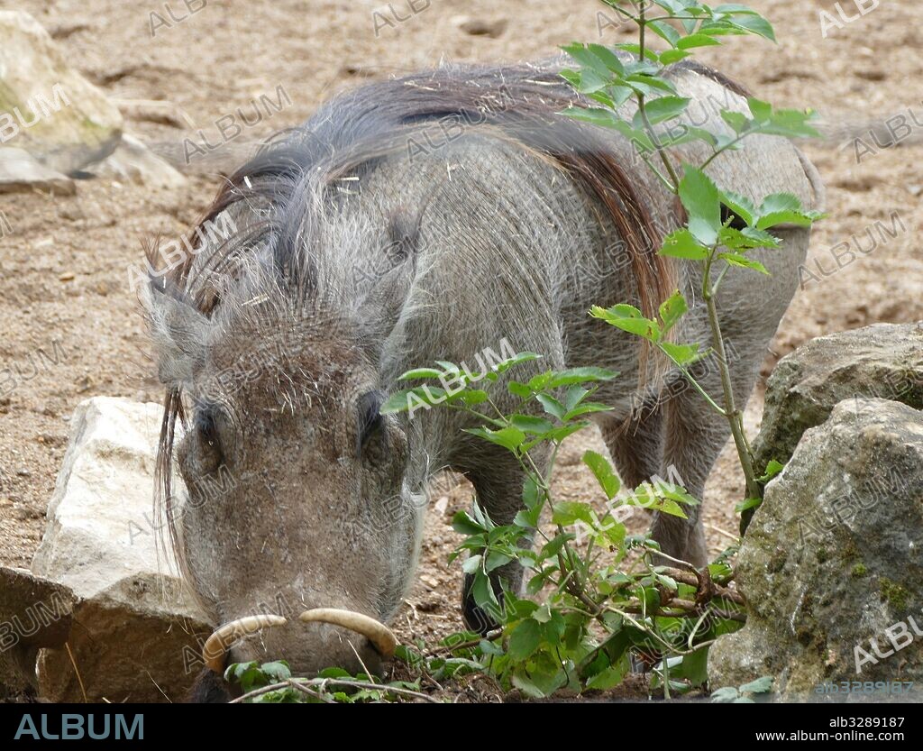 Phacochoerus is a genus of wild pigs in the family Suidae, known as warthogs. It is the sole genus of subfamily Phacochoerinae. They are found in open and semiopen habitats, even in quite arid regions, in sub-Saharan Africa.