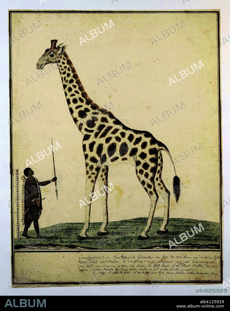 Giraffa Camelopardalis (Giraffe). Draughtsman: Robert Jacob Gordon. Dating: Oct-1779. Measurements: h 660 mm × w 480 mm; h 535 mm × w 413 mm; h 457 mm × w 411 mm.
