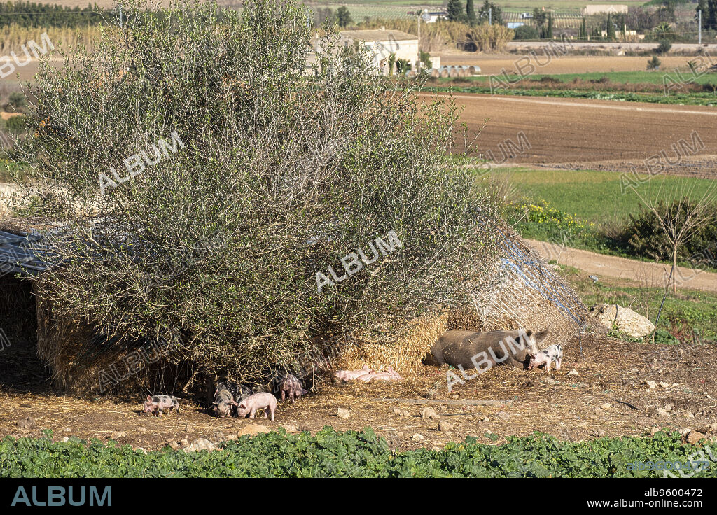 farm Sa Teulera, Manacor, Mallorca, Balearic Islands, Spain.