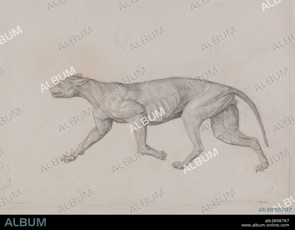 GEORGE STUBBS. A Comparative Anatomical Exposition of the Structure of the Human Body with that of a Tiger and a Common Fowl: Leopard Body, Lateral View. Date/Period: 1795 to 1806. Drawing. Graphite and red chalk; verso: black chalk on thin, slightly textured, cream wove paper. Height: 251 mm (9.88 in); Width: 356 mm (14.01 in).