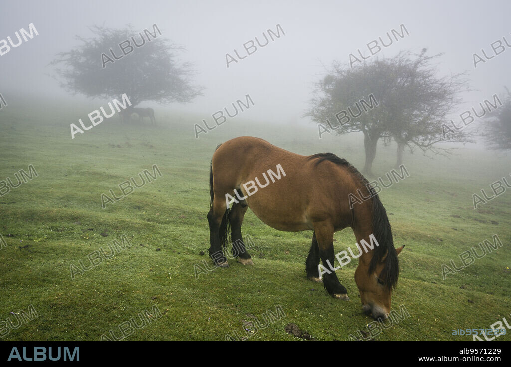 caballo pastando entre la niebla,parque natural Gorbeia,Alava- Vizcaya, Euzkadi, Spain.
