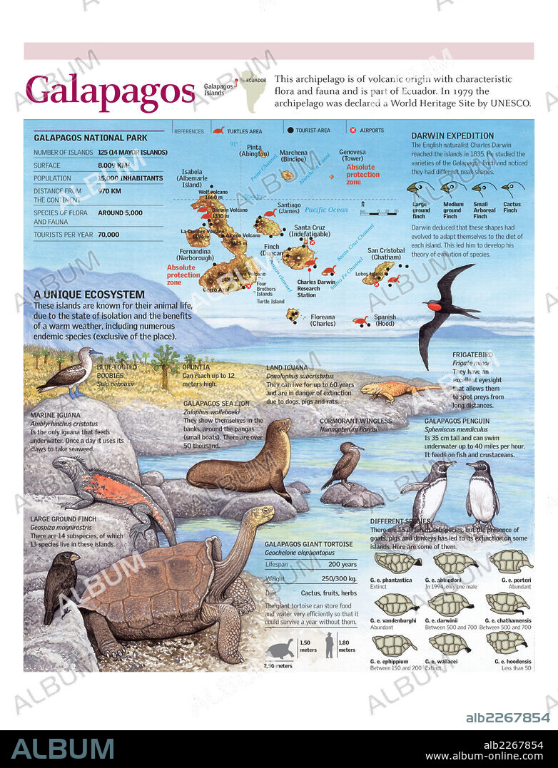 Galapagos. Infografía de la geografía y ecosistema de las islas Galápagos.