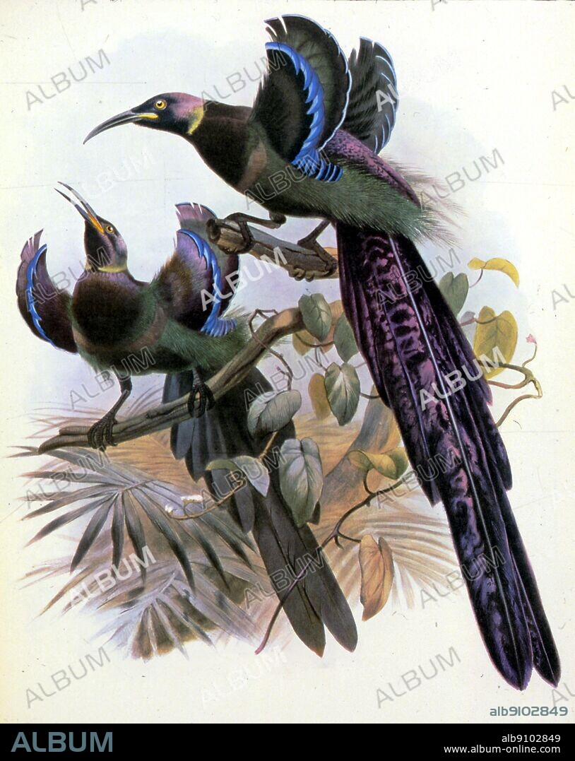 Daniel Giraud Elliot's (1835 -1915) Bird of Paradise (Epimachus ellioti). Extinct Birds by Errol Fuller page 238. A study of the world's recently extinct bird species with colour and black and white illustrations. Daniel Giraud Elliot was an American zoologist. He was one of the founders of the American Museum of Natural History in New York and the American Ornithologists' Union. Elliot used his wealth to publish a series of colour-plate books on birds and animals. The books included A Monograph of the Phasianidae (Family of the Pheasants) (1870-72), A Monograph of the Paradiseidae or Birds of Paradise (1873), A Monograph of the Felidae or Family of Cats (1878) and Review of the Primates (1913).