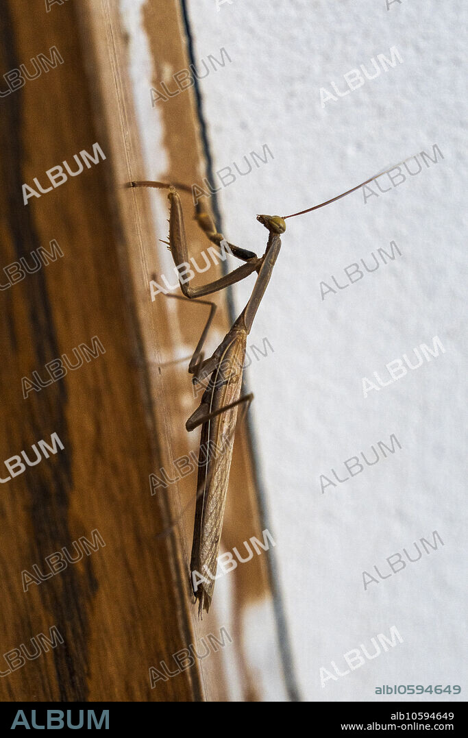 Praying mantis, insect on a door frame, Mallorca, Spain.