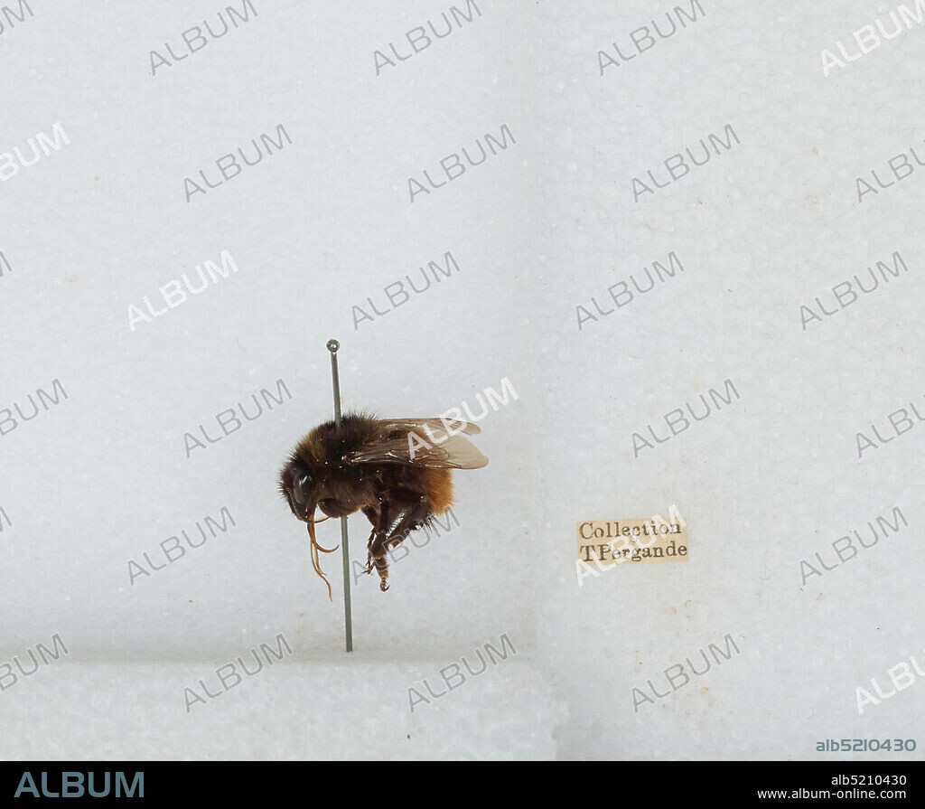 Bombus (Rhodobombus) pomorum (Panzer), Animalia, Arthropoda, Insecta, Hymenoptera, Apidae, Apinae.