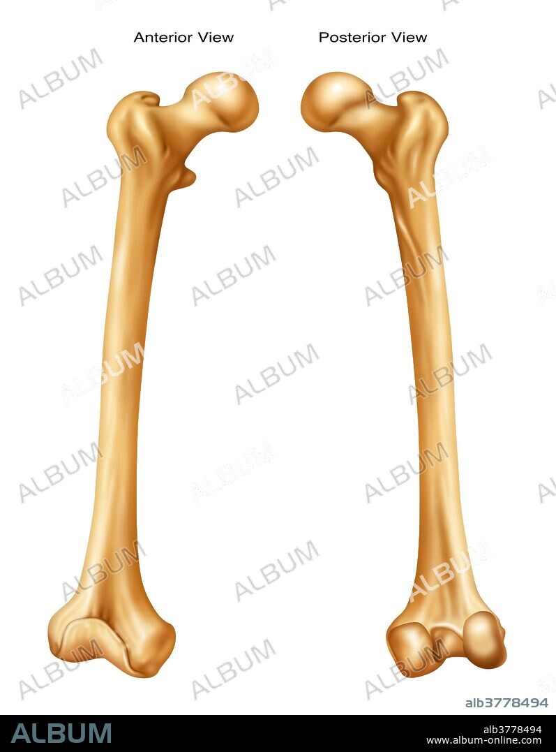 Anterior and posterior view of a femur.