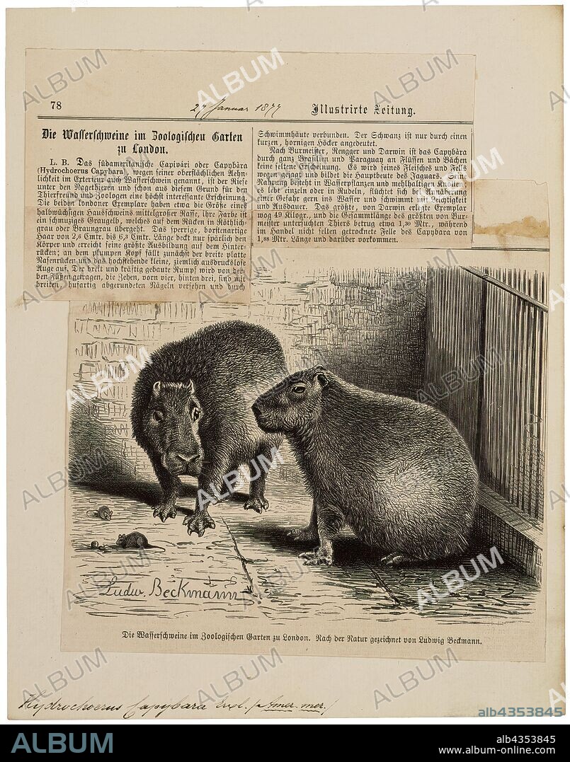 Hydrochoerus capybara, Print, The capybara (Hydrochoerus hydrochaeris) is a mammal native to South America. It is the largest living rodent in the world. Also called chigüire, chigüiro (in Colombia and Venezuela) and carpincho, it is a member of the genus Hydrochoerus, of which the only other extant member is the lesser capybara (Hydrochoerus isthmius). Its close relatives include guinea pigs and rock cavies, and it is more distantly related to the agouti, the chinchilla, and the coypu. The capybara inhabits savannas and dense forests and lives near bodies of water. It is a highly social species and can be found in groups as large as 100 individuals, but usually lives in groups of 10–20 individuals. The capybara is not a threatened species but it is hunted for its meat and hide and also for grease from its thick fatty skin, which is used in the pharmaceutical trade., 1700-1880.