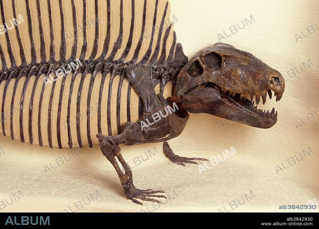 Dimetrodon fossil. A Synapsid, more closely related to mammals than true reptiles such as lizards. Middle Permian, Texas. Display at the Earth Science Museum, Brigham Young University, Provo, Utah, USA.