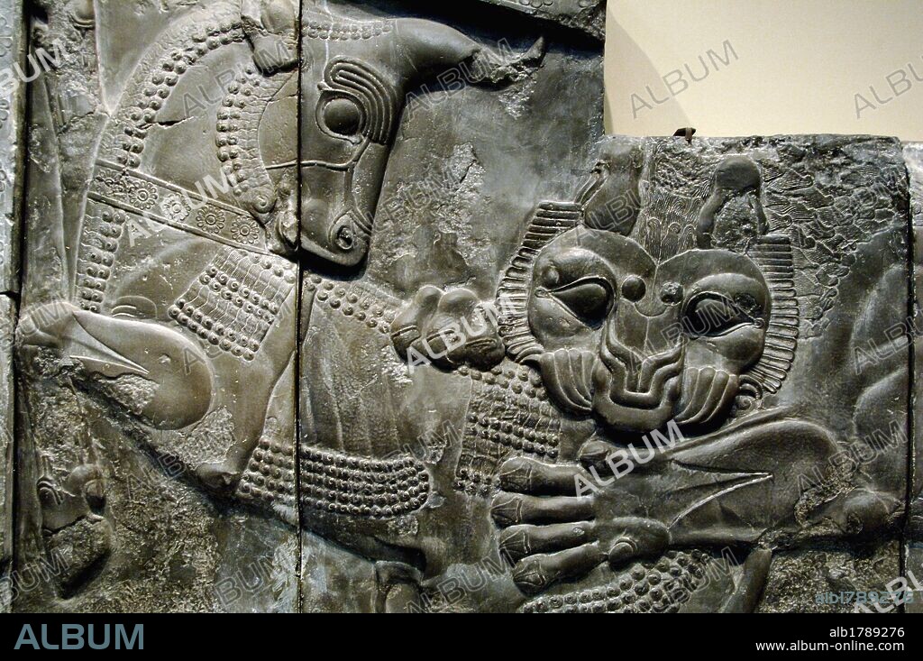 ARTE PERSA. DINASTIA AQUEMENIDA. PERSEPOLIS. S. VI-V a. C. PALACIO DE DARIO I (522-486 a. C.). Detalle de un relieve escultórico en el muro exterior de la escalinata de la APADANA o SALON DE RECEPCIONES DEL REY PERSA DARIO I con la representación de una LUCHA ENTRE UN LEON Y UN TORO. Copia del original conservado en su lugar de orígen (Irán), realizada en el año 1892. Museo Británico. Londres. Inglaterra. Reino Unido.