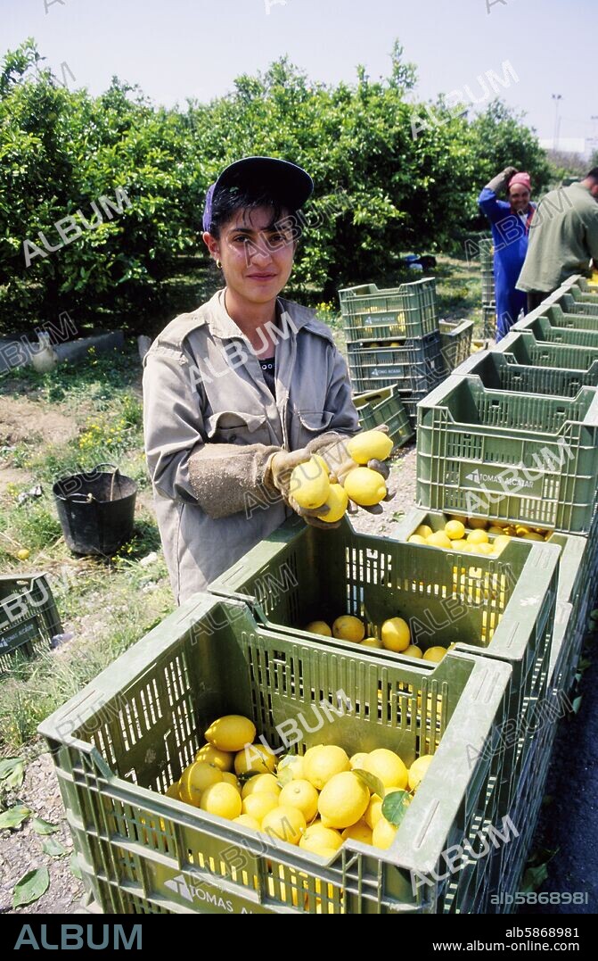 Callosa de Segura; recolección de limones.