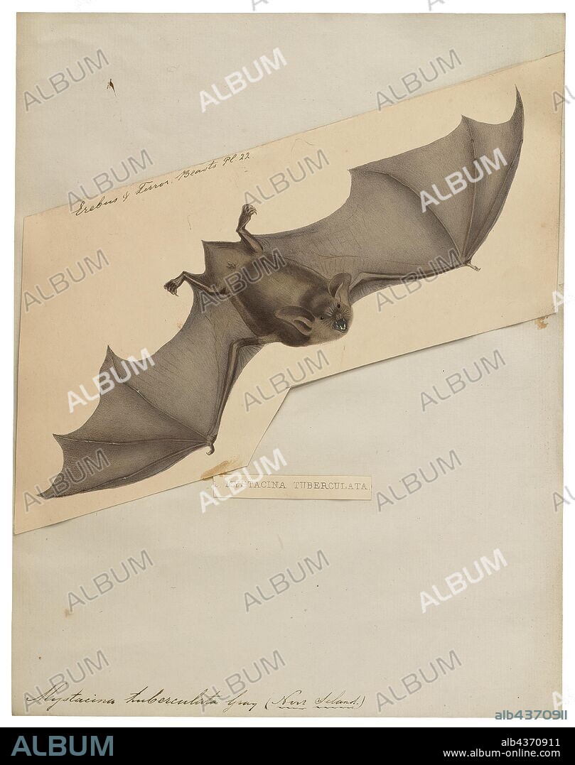 Mystacina tuberculata, Print, The lesser short-tailed bat (Mystacina tuberculata) – pekapeka-tou-poto in Maori – is the only living species of bat in the family Mystacinidae, and is endemic to New Zealand. One of the most terrestrial of bats, it is notable for foraging more on the forest floor than any other bat species. Its population is declining, a result of forest clearance and introduced predators., 1700-1880.