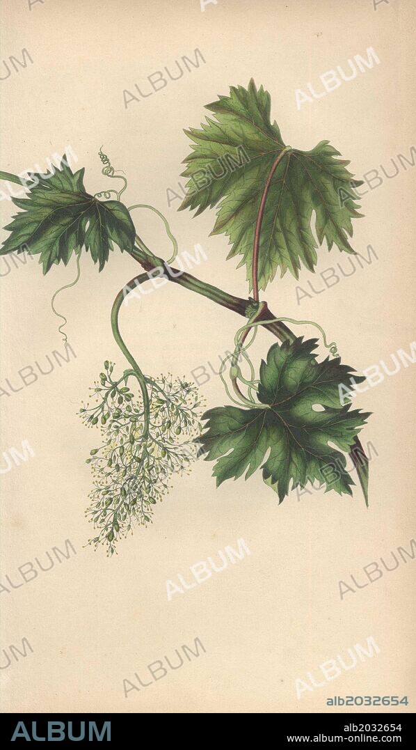 Grapevine with leaves and young grapes, Vitis vinifera. Handcoloured botanical illustration drawn from nature by Mrs. Rebecca Hey from her own "Spirit of the Woods," London, Longman, Rees, 1837. Rebecca Hey was a Victorian writer, poet and artist who wrote "Moral of Flowers" 1833 and "Recollections of the Lakes" 1841. The plates were probably engraved by William Clark, former draughtsman to the London Horticultural Society, and engraver on Hey's previous book.