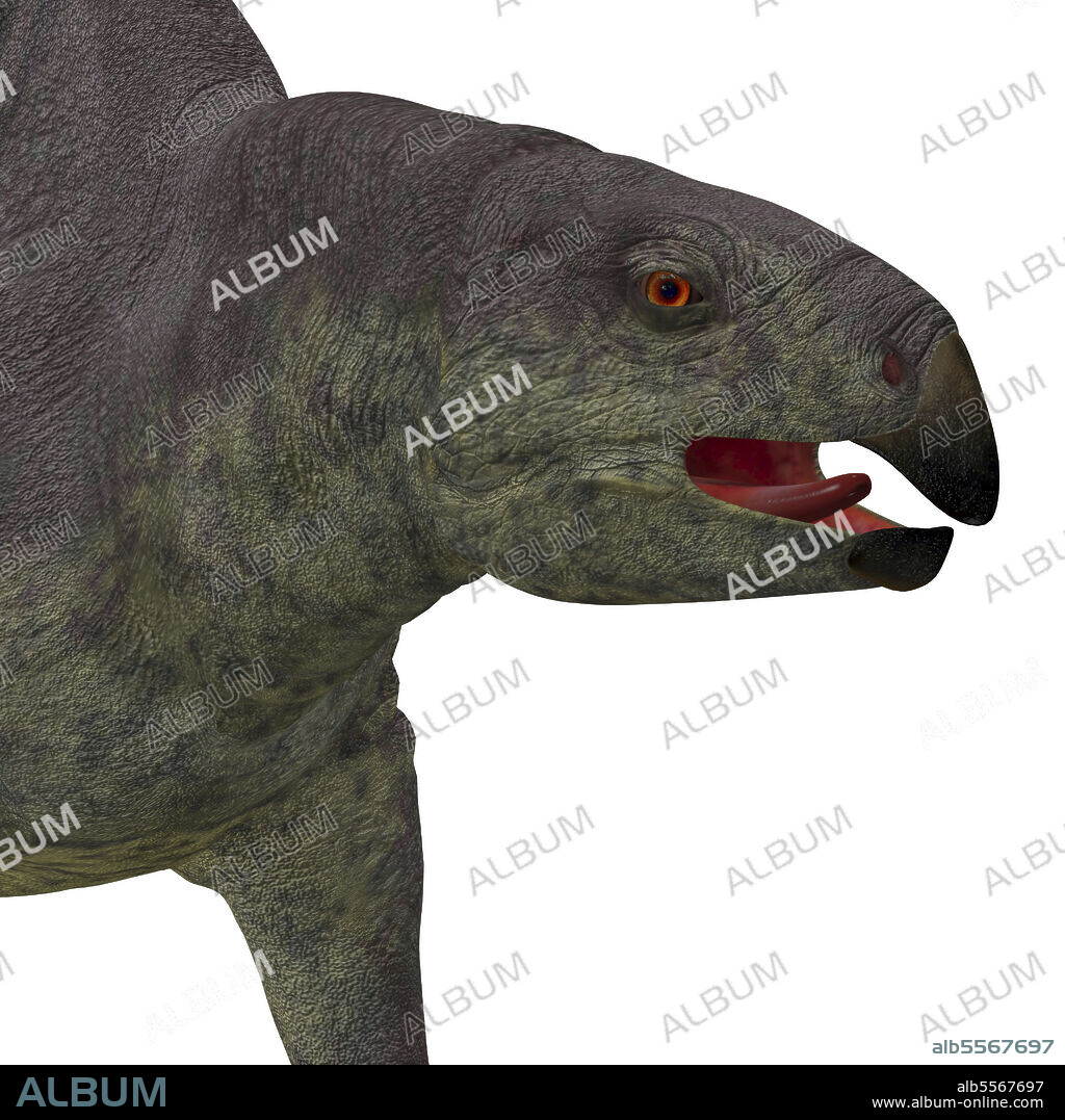 Lotosaurus dinosaur head. Lotosaurus adentis was a herbivorous poposauroid dinosaur that lived in China during the Triassic Period.