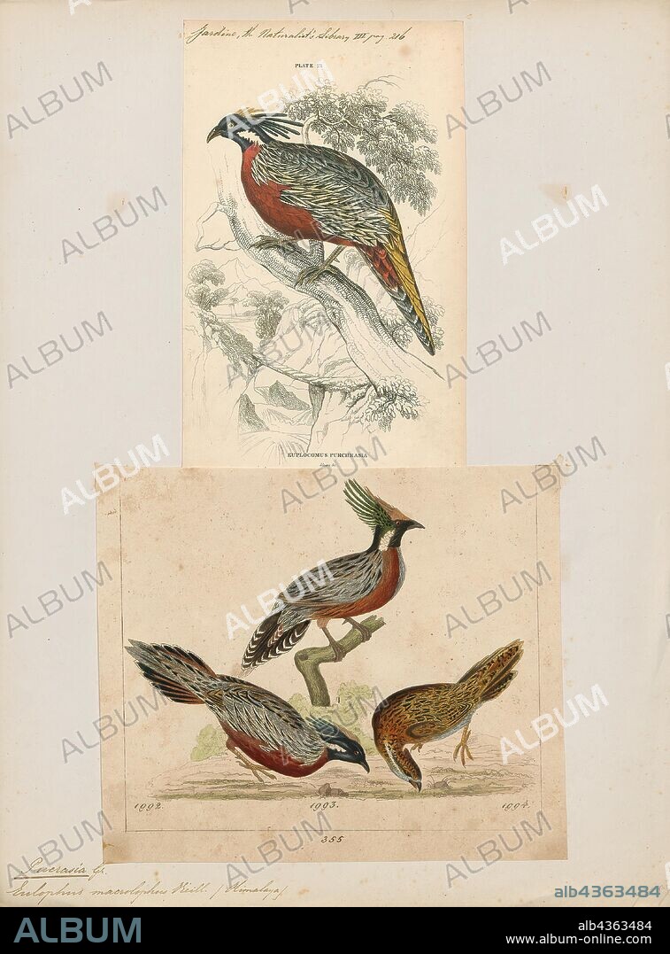 Pucrasia macrolopha, Print, The koklass (Pucrasia macrolopha) is a species of Galliform, being closely related to progenitive grouse that lived during the Miocene. They are more distantly related to pheasants. Koklass are the only species in the monotypic genus Pucrasia. Both the words koklass and pucrasia have been onomatopœically derived from the bird's territorial call. Koklass are boreal adapted species which separate into three distinct species groups. They are one of the few galliforms that regularly fly uphill and are capable of sustained flights of many miles. They are monogamous with a slight tendency toward social polyandry. Both parents rear the chicks. Koklass are largely vegetarian for much of the year consuming pine nuts, pine shoots, bamboo shoots and seeds. They are highly insectivorous during the warmer months that coincide with nesting and chick-rearing. During this phase of their life cycle they live almost exclusively on ants but also are documented consuming catkins, pollen and fruit., 1700-1880.