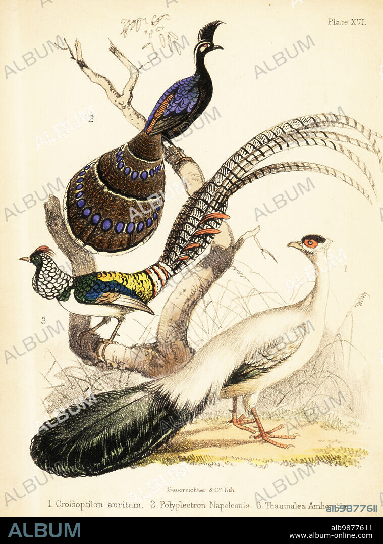 Blue eared pheasant, Crossoptilon auritum 1, Palawan peacock-pheasant, Polyplectron napoleonis 2, and Lady Amherst's pheasant, Chrysolophus amherstiae 3. Handcoloured lithograph by Bauerrichter from Adam Whites Popular History of Birds, Lowell Reeve, Covent Garden, London, 1855.