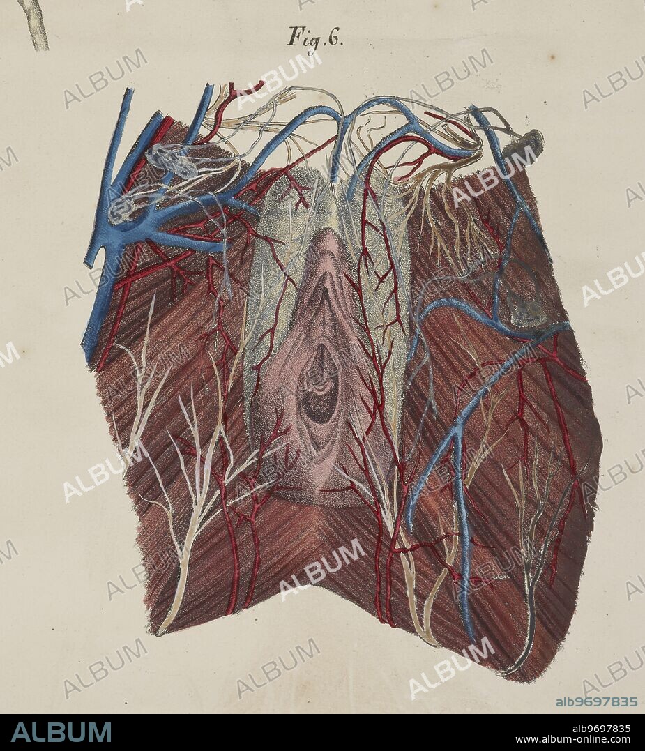 Anatomical drawing. The circulatory system. Vagina.