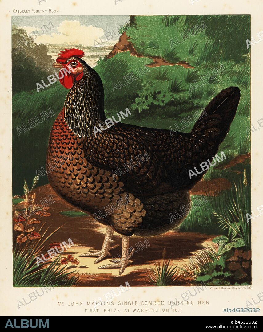 Single-combed Dorking hen, Gallus gallus domesticus, bred by John Martin, first prize at Warrington 1871. Chromolithograph by Vincent Brooks Day & Son after an illustration by J.W. Ludlow from Lewis Wrights The Illustrated Book of Poultry, Cassell, London, 1890.