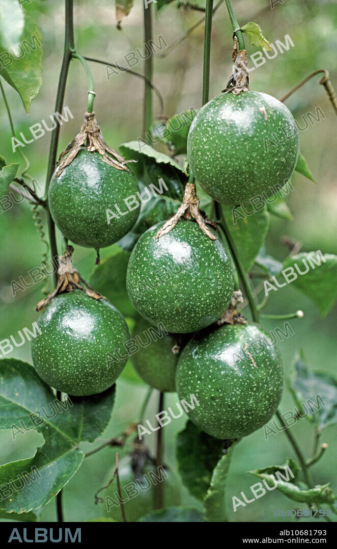 Unripe passion fruit (Passiflora edulis) crop hanging on the vine before ripening and harvest, Thailand.