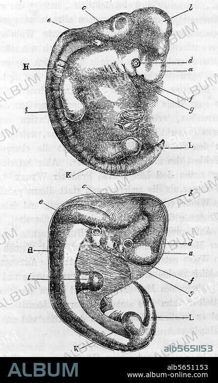 ANONYMOUS. Darwin, Charles Robert; Biologist, develop theory of natural selection; 1809-1882. Works: The Descent of Man, and Selection in Relation to Sex (1871). Comparison of a human embryo with that of a dog. Woodcut. From the German translation by J.V.Carus, 1. Vol, 3. Edit. Stuttgart (E. Schweizerbarth'sche Verl. h.) 1875, p. 13. Berlin, Sammlung Archiv für Kunst und Geschichte.