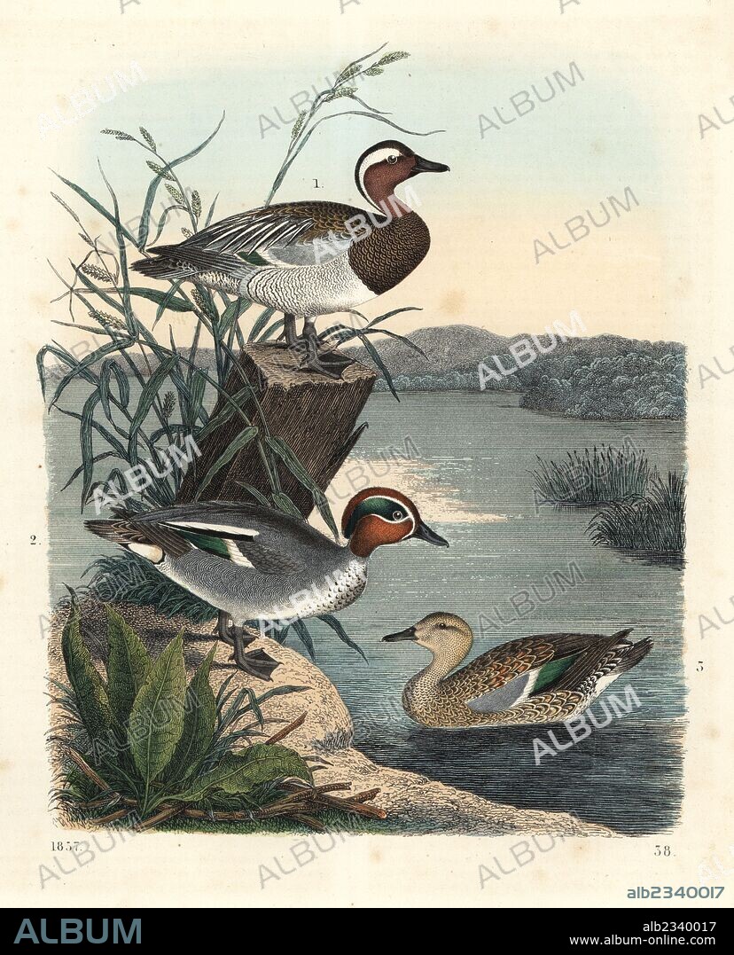 Garganay, Anas querquedula 1, and common teal, Anas crecca, male 2, and female 3. Handcoloured lithograph from Carl Hoffmann's Book of the World, Stuttgart, 1857.
