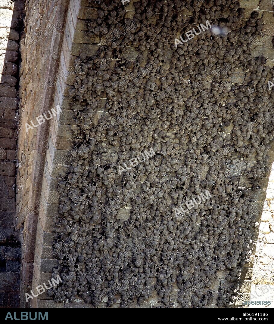 NIDOS DE BARRO DE AVIONES COMUNES EN EL INTRADOS DE UNO DE LOS ARCOS DEL PUENTE MEDIEVAL - FOTO AÑOS 90.