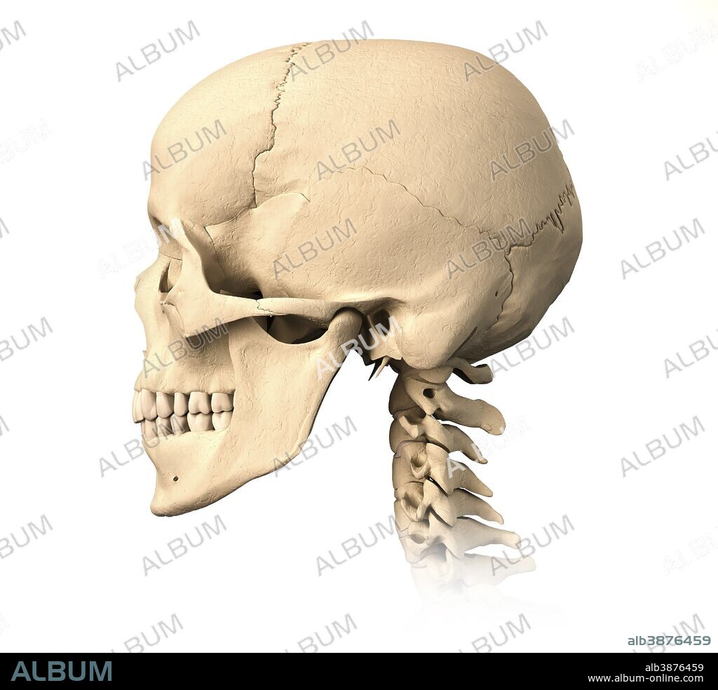 Anatomy of human skull, side view.