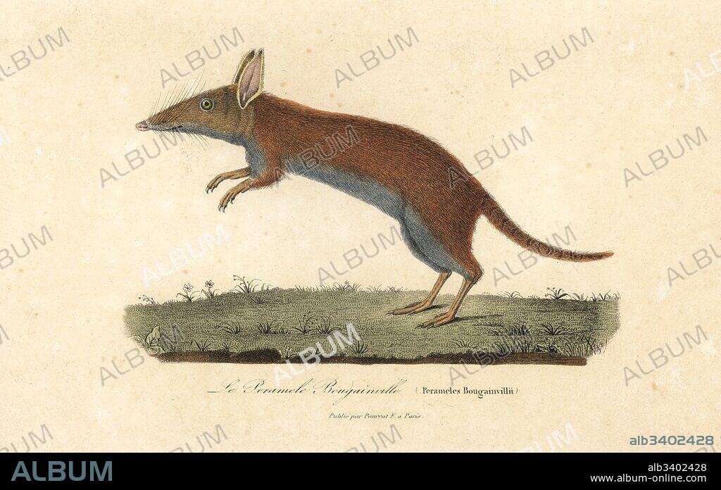 Western barred bandicoot or mari, Perameles bougainville (endangered). Handcoloured copperplate engraving from Rene Primevere Lesson's Complements de Buffon, Pourrat Freres, Paris, 1838.