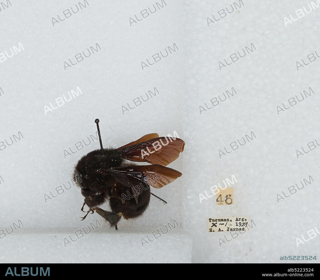 Tucuman, Argentina, Bombus (Fervidobombus) morio (Swederus), Animalia, Arthropoda, Insecta, Hymenoptera, Apidae, Apinae.