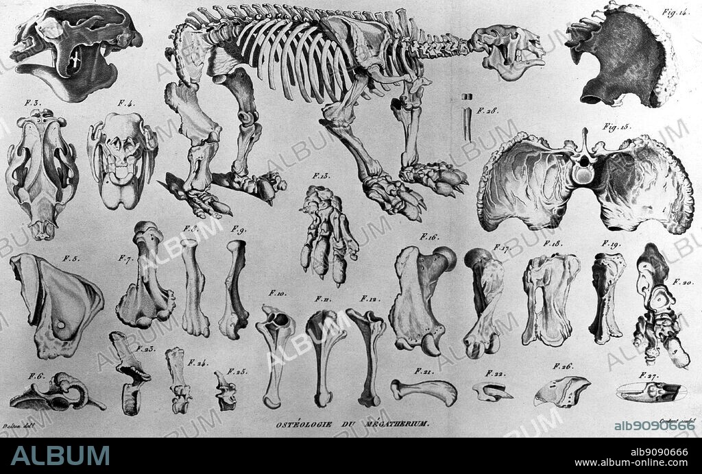 Skeleton and bones of a Megatherium. 'As the only specimens in Europe are at Madrid ... this alone is enough to repay some wearisome minutes.' (Quote). Darwin and the Beagle by Alan Moorhead, page 84.