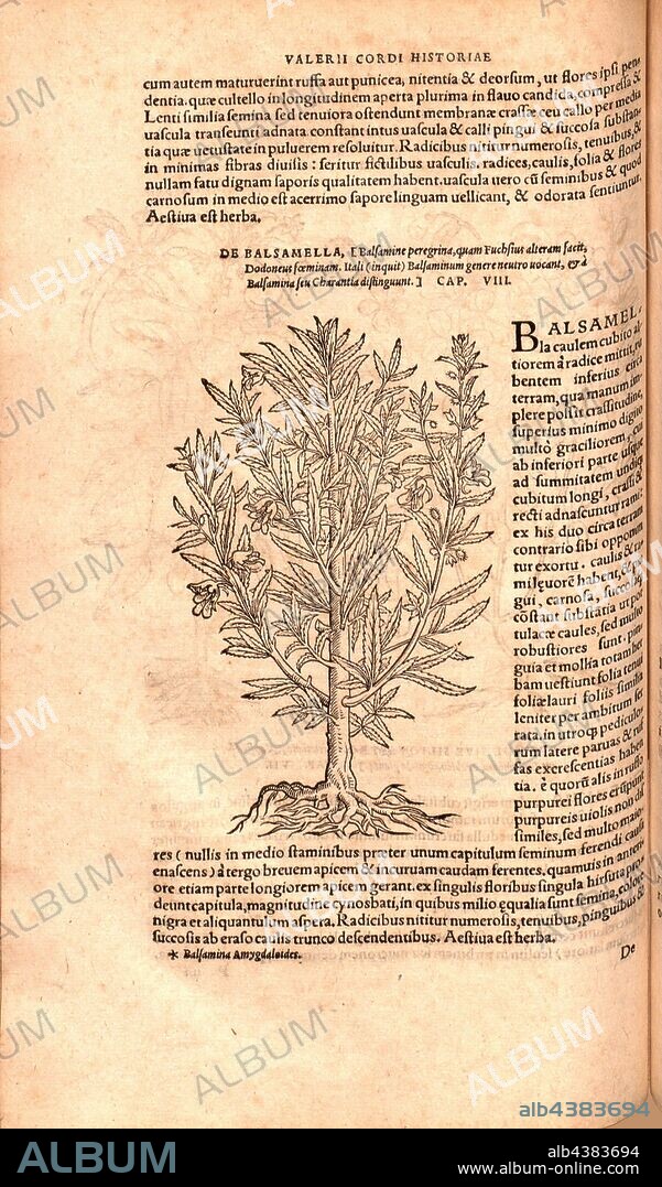 bechamel, Illustration of a plant called balsamella from the 16th century, Fig. 7, p. 88v, 1561, Valerius Cordus, Konrad Gessner, Benedictus Aretius, Pedanius Dioscorides: In hoc volumine continentur Valerii Cordi Simesusii annotationes in Pedacii Dioscoridis Anazarbei de medica materia libros V. [...]. Argentorati: excudebat Josias Rihelius 1561.