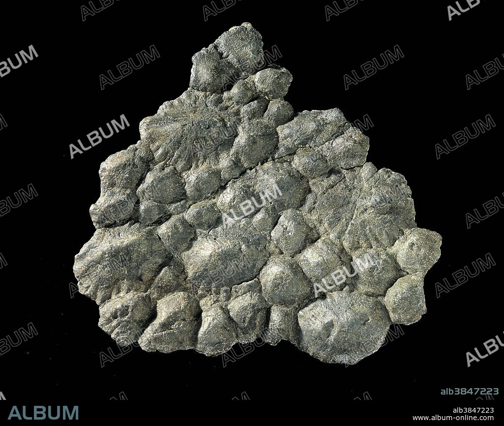 Dinosaurs: Ankylosaurs. Gastonia burgei, Lower Cretaceous, Utah, USA. Skin armor, 26 cm across. Specimen: Collections of Eastern Utah Prehistoric Museum, Price, Utah.