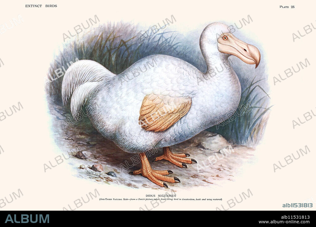 Didus Solitarius Dodo. The dodo (Raphus cucullatus) is an extinct flightless bird that was endemic to the island of Mauritius, east of Madagascar in the Indian Ocean. The dodo's closest genetic relative was the also-extinct Rodrigues solitaire, the two forming the subfamily Raphinae of the family of pigeons and doves. The closest living relative of the dodo is the Nicobar pigeon. A white dodo was once thought to have existed on the nearby island of Réunion, but this is now thought to have been confusion based on the Réunion ibis and paintings of white dodos.  Illustrated page from "Extinct Birds" by Lionel Rothschild, published in 1907, and drawn by John Gerrard Keulemans  (1842–1912).