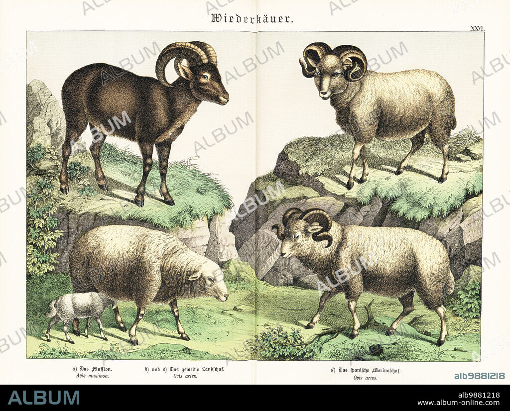 European mouflon, Ovis aries musimon, common sheep and kid, Ovis aries, and Merino sheep, Ovis aries. Chromolithograph from Gotthilf Heinrich von Schubert's Natural History of Animal Kingdoms for School and Home (Naturgeschichte des Tierreichs fur Schule und Haus), Schreiber, Munich, 1886.