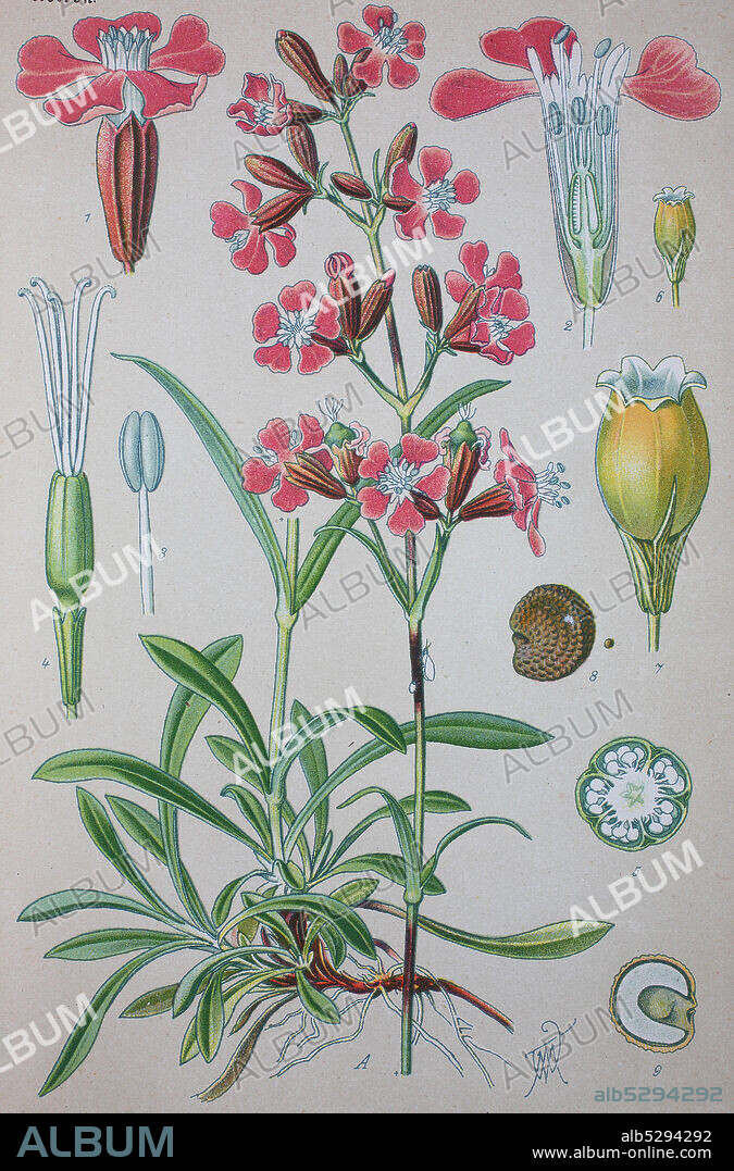 Digital improved high quality reproduction: Silene viscaria, the sticky catchfly or clammy campion, is a flowering plant in the family Caryophyllaceae  /  Gewöhnliche Pechnelke, Pflanzenart aus der Gattung der Leimkräuter, der Familie der Nelkengewächse.