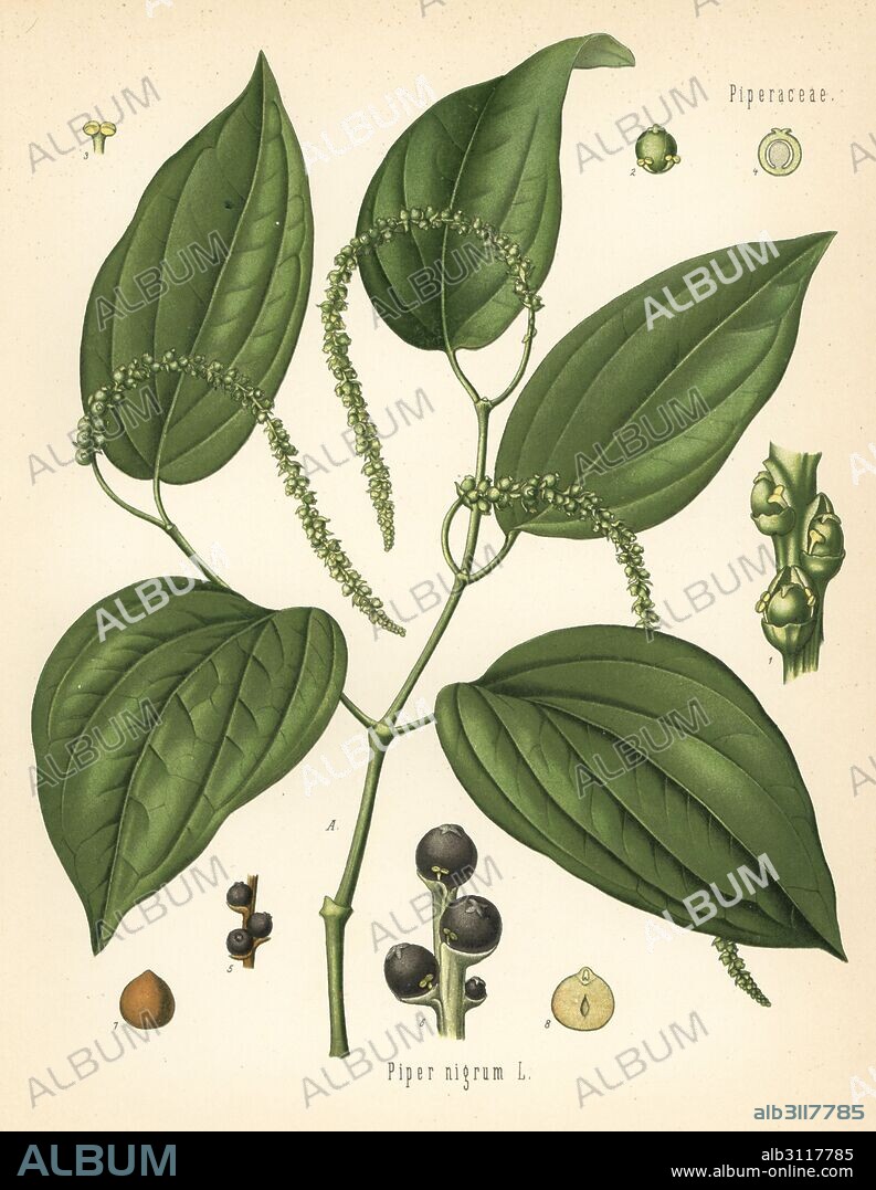 Black pepper, Piper nigrum. Chromolithograph after a botanical illustration from Hermann Adolph Koehler's Medicinal Plants, edited by Gustav Pabst, Koehler, Germany, 1887.