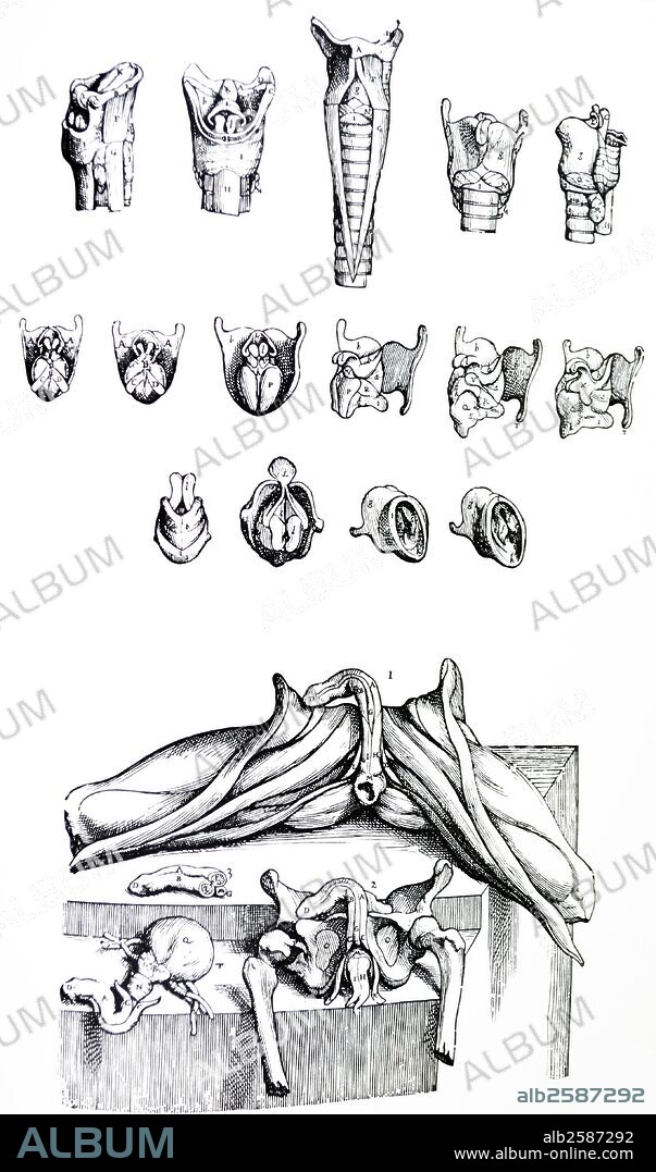 The Plates from the Second Book of the De Humani Corporis Fabrica by  Andreas Vesalius, (1514-1564).