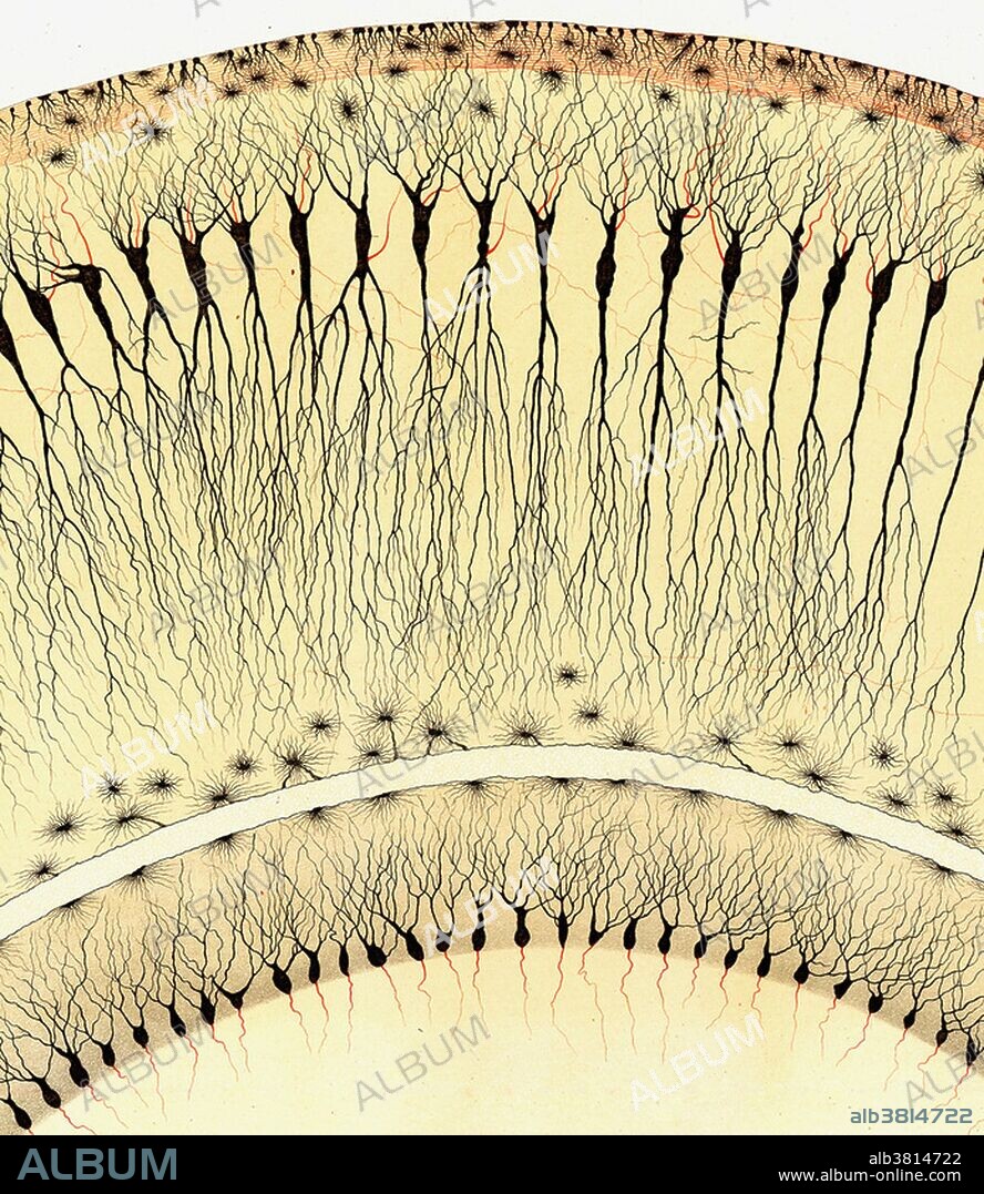 Drawing of part of section through the pes hippocampi major (of a rabbit). The hippocampus is located in the medial temporal lobe of the brain. It plays important roles in the consolidation of information from short-term memory to long-term memory, and in spatial memory that enables navigation. Image by Camillo Golgi - 1885 - In "Sulla fina anatomia degli organi centrali del sistema nervoso" (On the Fine Structure of the Central Organs of the Nervous System).