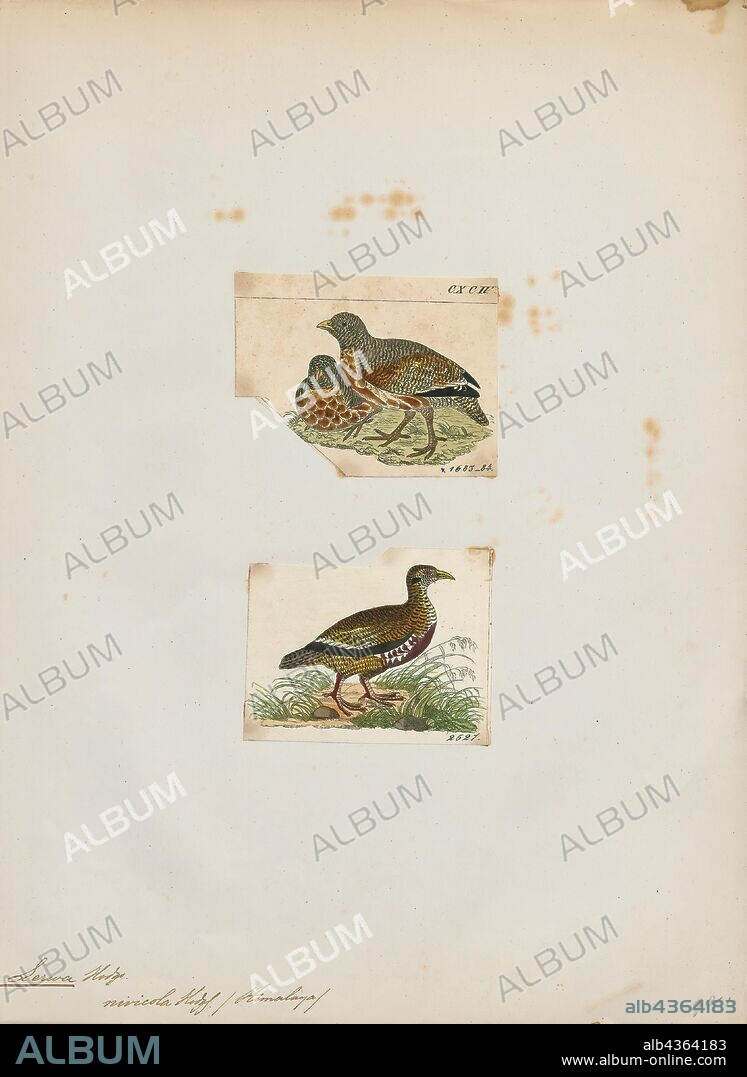 Lerwa nivicola, Print, The snow partridge (Lerwa lerwa) is a gamebird in the pheasant family Phasianidae found widely distributed across the high-altitude Himalayan regions of India, Pakistan, Nepal and China. It is the only species within its genus. The species is found in alpine pastures and open hillside above the treeline but not in as bare rocky terrain as the Himalayan snowcock and is not as wary as that species. Males and females look similar in plumage but males have a spur on their tarsus., 1700-1880.