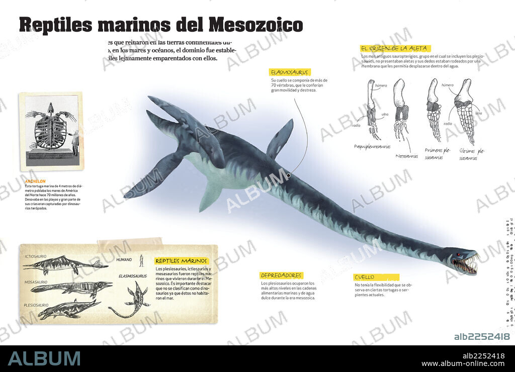 Reptiles marinos del Mesozoico. Infografía sobre los reptiles que habitaban los mares y océanos durante la era Mesozoica.