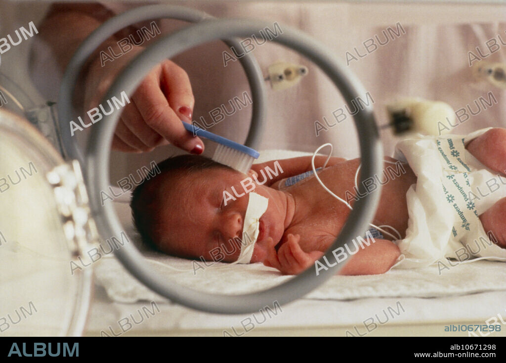 Premature baby in an incubator. The incubator is needed as premature babies have not developed the mechanisms for body heat control (such as sweating or shivering). Here the tiny infant is having its hair brushed - with a toothbrush.