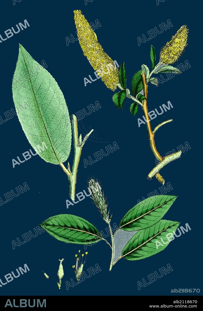 Salix pentandra; Bay-leaved Willow.