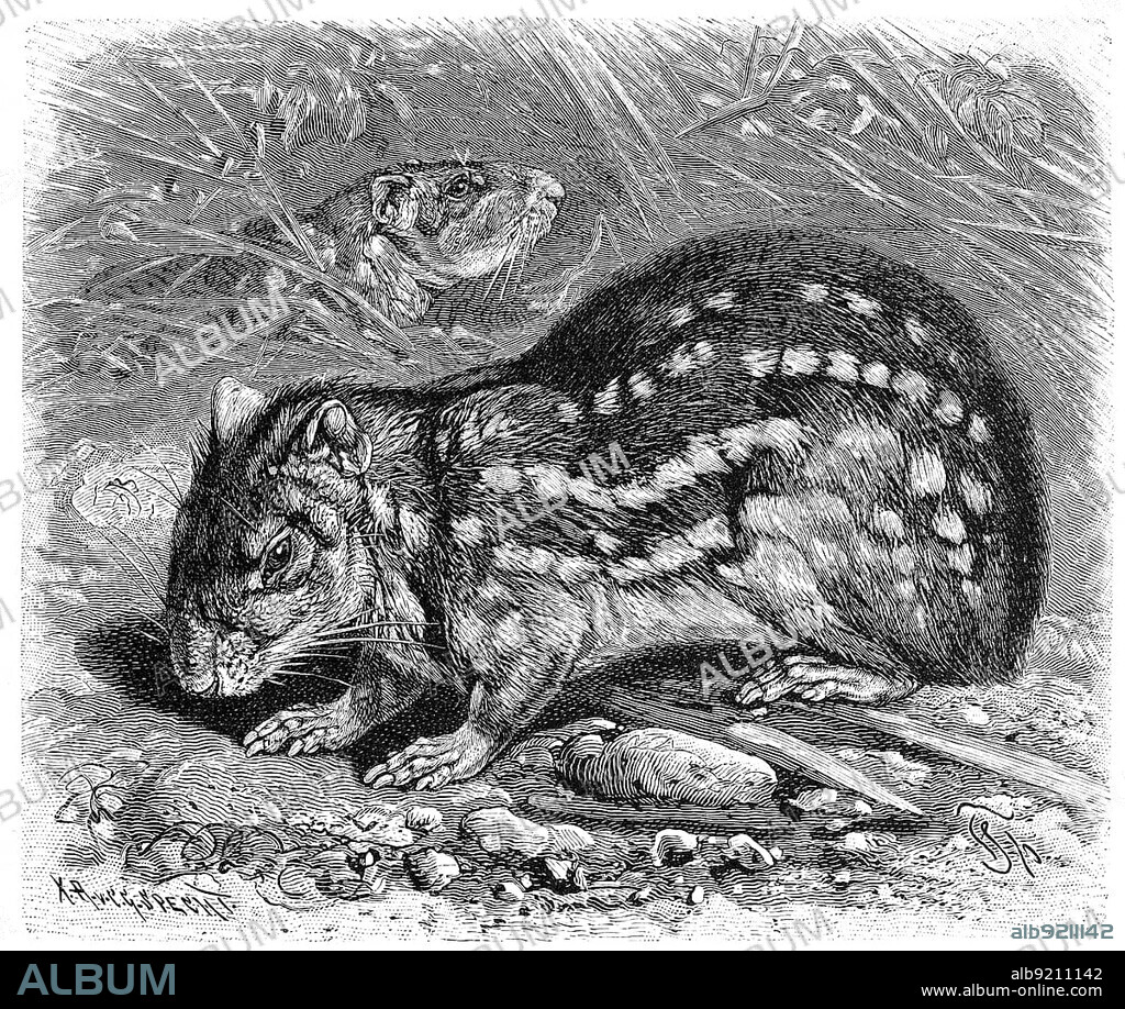 Lowland paca (Cuniculus paca) is a species of rodent in the genus Pakas, Cuniculus within the suborder of guinea pig relatives, Lowland paca, Cuniculus paca, also known as the spotted paca, is a large rodent found in tropical and sub-tropical America, Historic, digitally restored reproduction of a 19th century original, exact original date unknown.