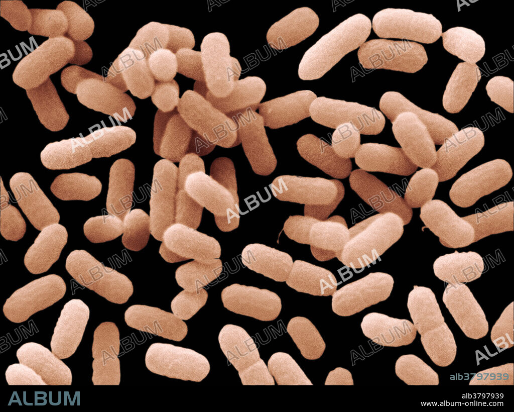 Escherichia Coli O103 Bacteria, under a microscope (SEM)